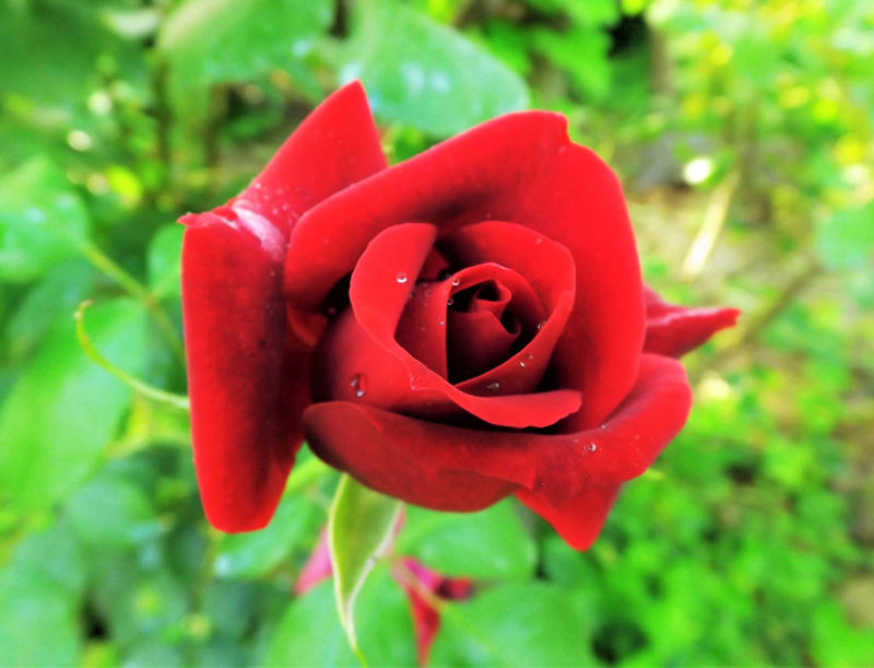 Rosa Rossa Cardinale